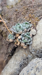 Physaria didymocarpa