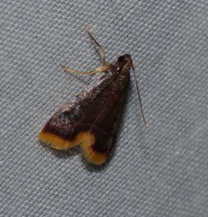 Hypsopygia mauritialis