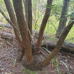Fraxinus angustifolia