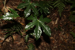 Brachychiton acerifolius