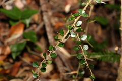 Maclura cochinchinensis