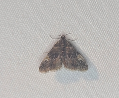 Elophila obliteralis