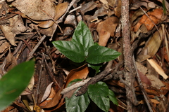 Pseuderanthemum variabile