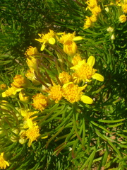 Euryops linifolius