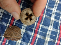 Eucalyptus megacarpa