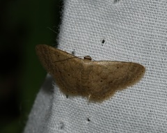 Idaea ptyonopoda