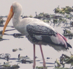 Mycteria leucocephala