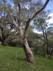 Eucalyptus megacarpa