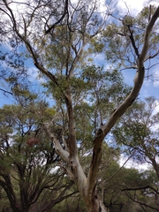 Eucalyptus megacarpa