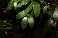 Cryptocarya glaucescens