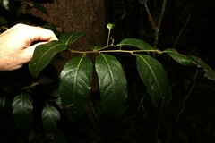 Cryptocarya glaucescens