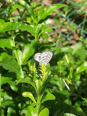 Leptotes plinius