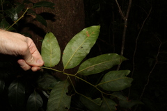 Cryptocarya glaucescens