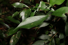 Syzygium smithii