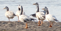 Anser indicus
