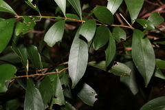 Syzygium smithii