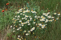 Erigeron procumbens