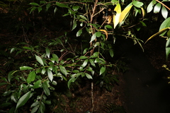 Syzygium smithii