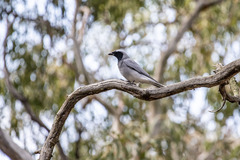 Coracina novaehollandiae