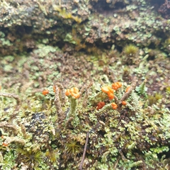 Cladonia floerkeana