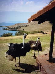 Struthio camelus australis