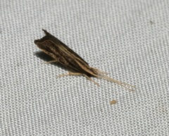 Antiochtha pycnotarsa