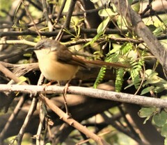 Prinia