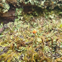 Cladonia floerkeana
