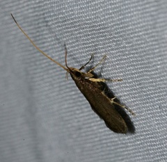 Lecithocera platomona