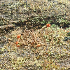 Cladonia floerkeana