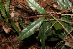 Beilschmiedia elliptica