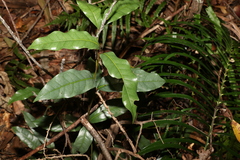 Beilschmiedia elliptica