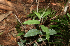 Beilschmiedia elliptica