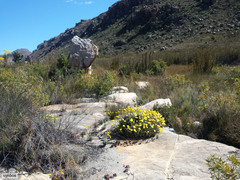 Euryops othonnoides