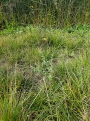 Elaeagnus angustifolia