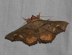 Lopharthrum comprimens