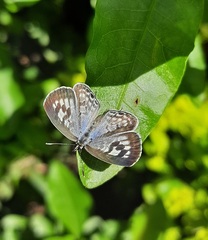 Leptotes plinius