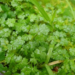 Hydrocotyle tripartita