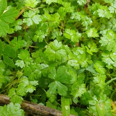 Hydrocotyle tripartita