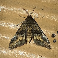 Elophila obliteralis