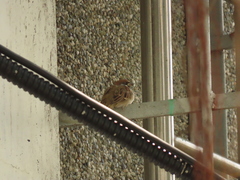 Passer montanus saturatus