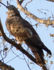 Pernis ptilorhynchus