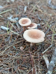 Lactarius helvus