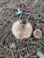 Lactarius helvus