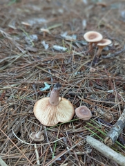 Lactarius helvus