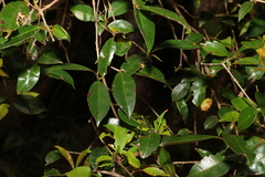 Syzygium australe
