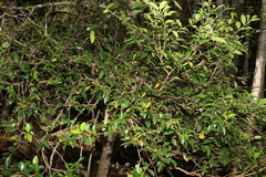 Syzygium australe