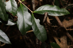 Loeseneriella barbata