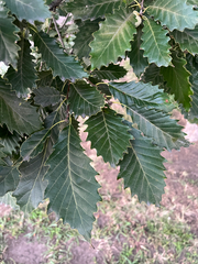 Quercus