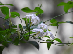 Jasminum grandiflorum